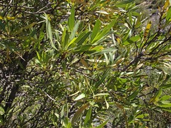 Kageneckia angustifolia, photograph (c) Cesar Ormazabal, some rights reserved (CC BY)