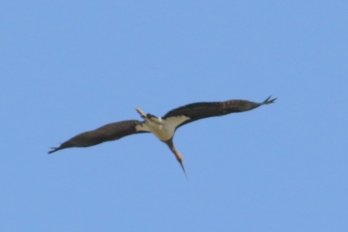 iNaturalist: (c) birdingmalaga, some rights reserved (CC BY-NC), uploaded by birdingmalaga iNaturalist image