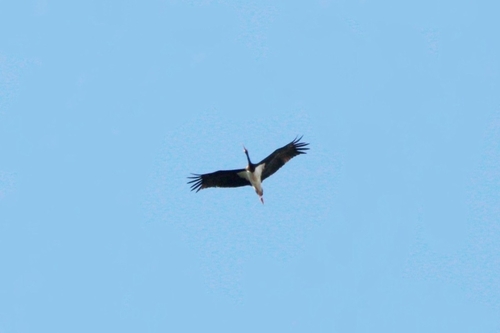 Avistamiento Cigüeña negra (Doñana)