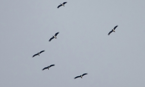 Avistamiento Cigüeña negra (Doñana)