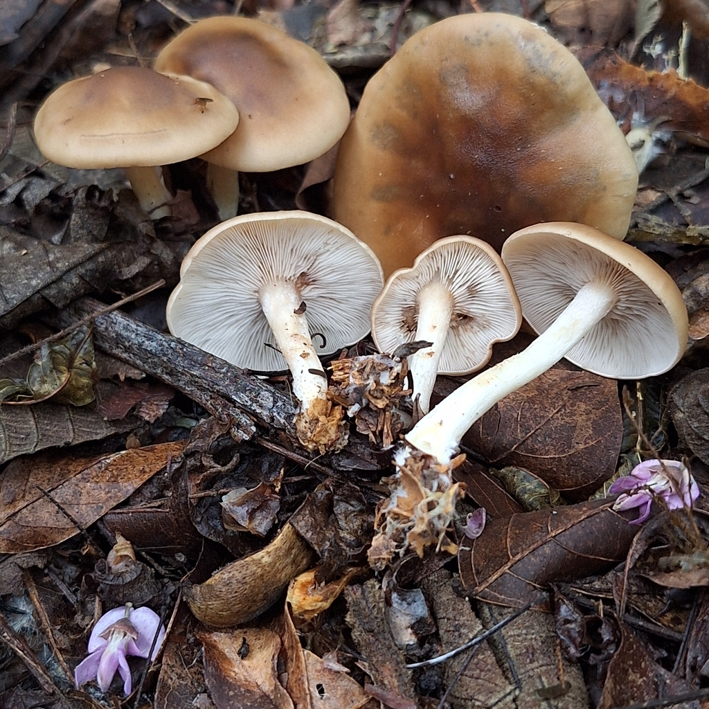 Lepista subisabellina · January 2026 · photo: © deniszabin (iNaturalist, cc-by)