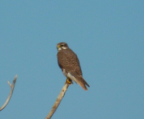 Prairie Falcon (Falco mexicanus), photo 4