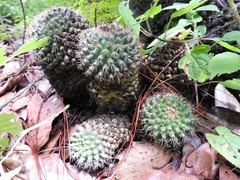 Mammillaria rhodantha fera-rubra