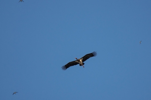 Avistamiento Cigüeña negra (Doñana)