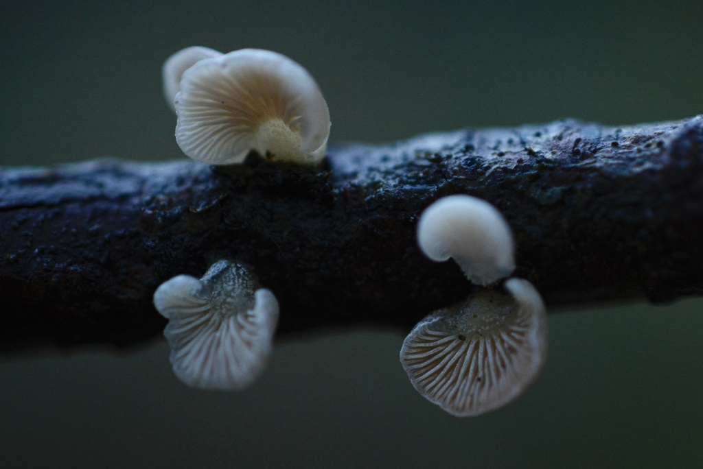 Panellus mitis