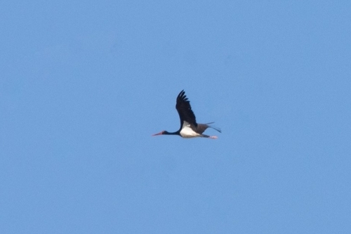 Avistamiento Cigüeña negra (Doñana)