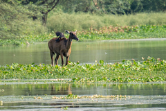 Boselaphus tragocamelus