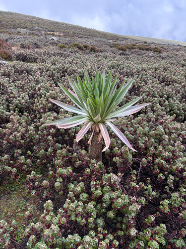Lobelia rhynchopetalum, photograph 1
