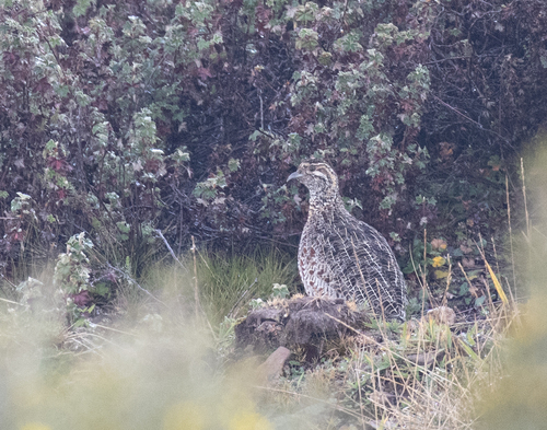 Moorland Francolin (Scleroptila psilolaema)