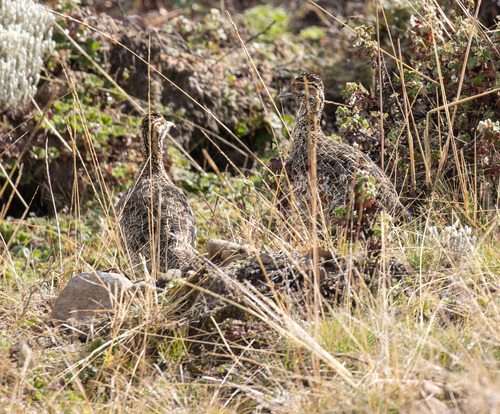 Moorland Francolin (Scleroptila psilolaema), photo 2