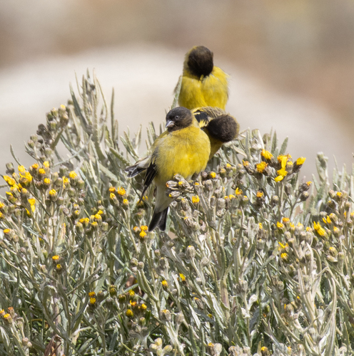 Ethiopian Siskin (Serinus nigriceps), photo 5