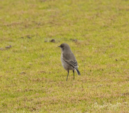 Moorland Chat (Pinarochroa sordida), photo 6