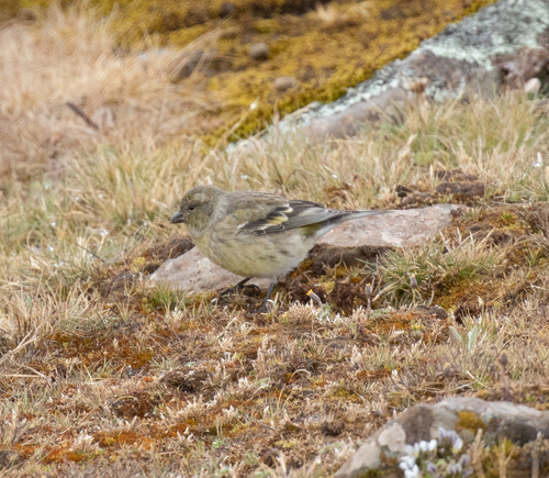 Ethiopian Siskin (Serinus nigriceps), photo 8