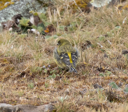 Ethiopian Siskin (Serinus nigriceps), photo 7