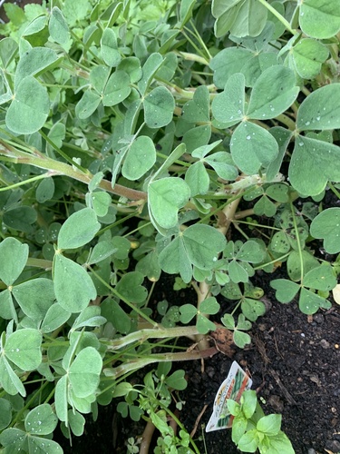 Oca (Oxalis tuberosa)