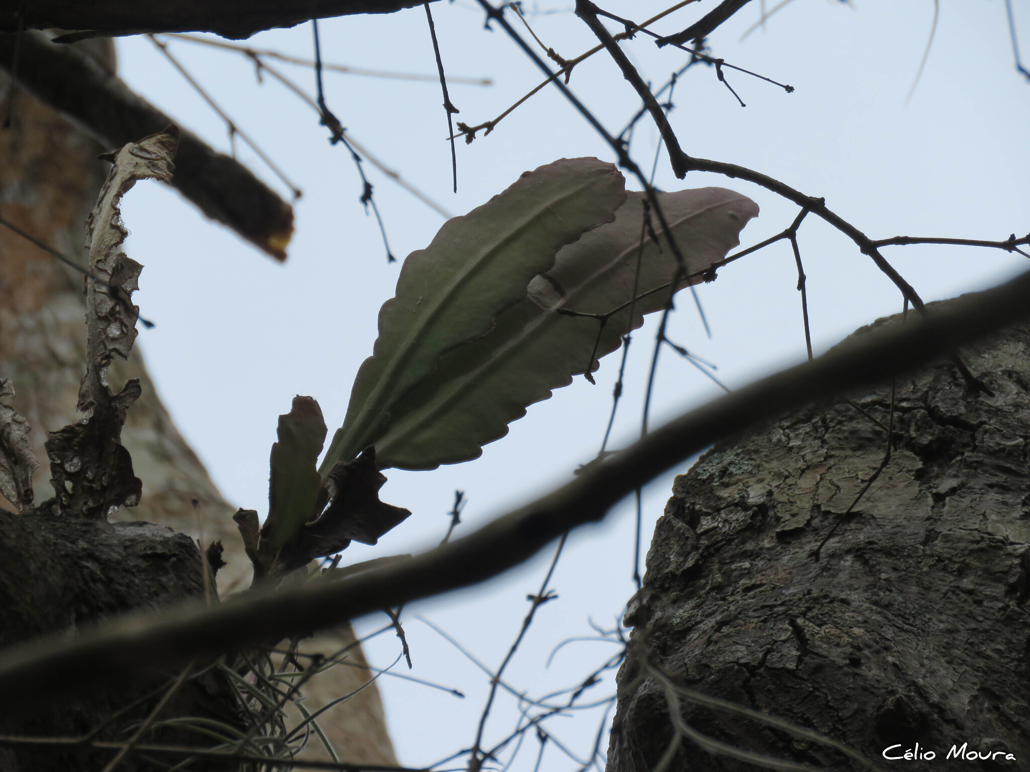 Epiphyllum phyllanthus