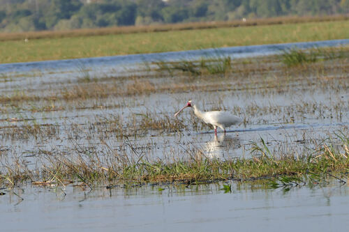 iNaturalist: (c) radinis, some rights reserved (CC BY-NC), uploaded by radinis iNaturalist image