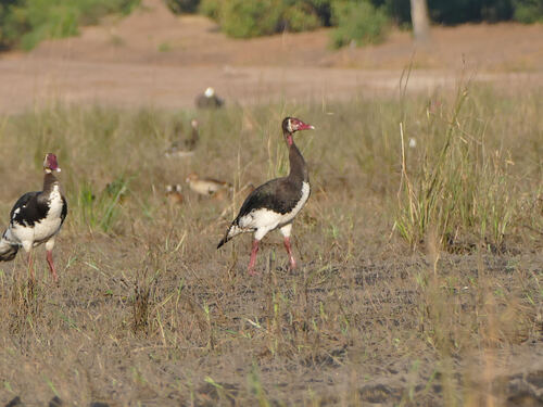 iNaturalist: (c) radinis, some rights reserved (CC BY-NC), uploaded by radinis iNaturalist image