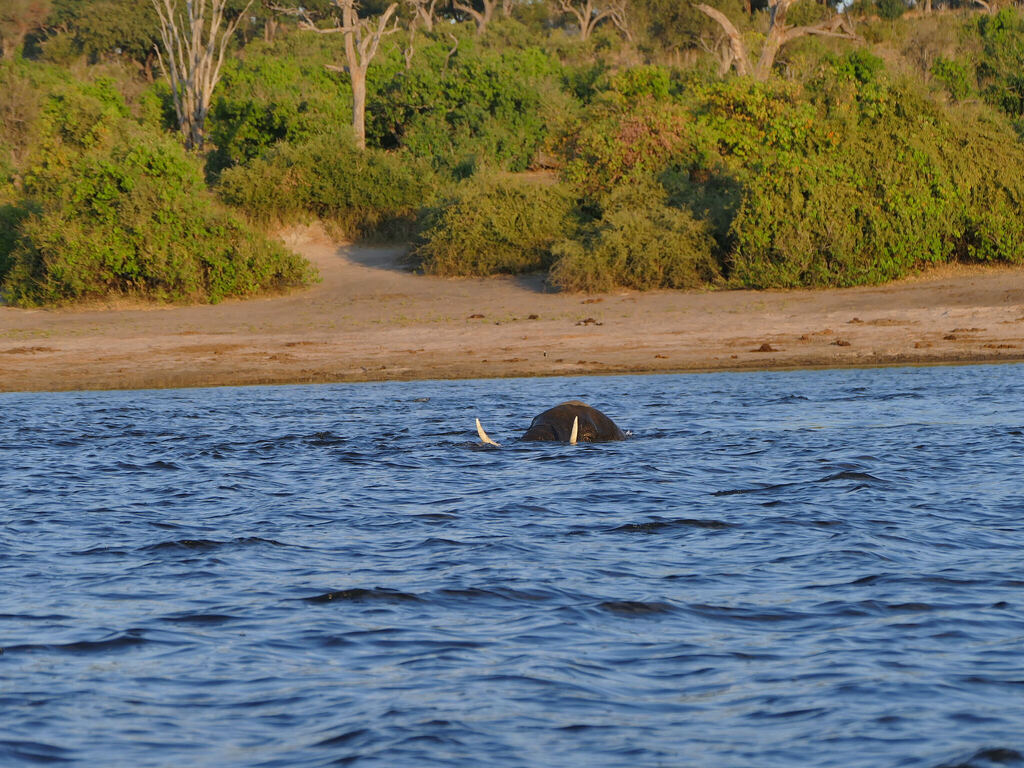 Loxodonta africana, , by radinis