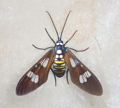 Phaio acquiguttata