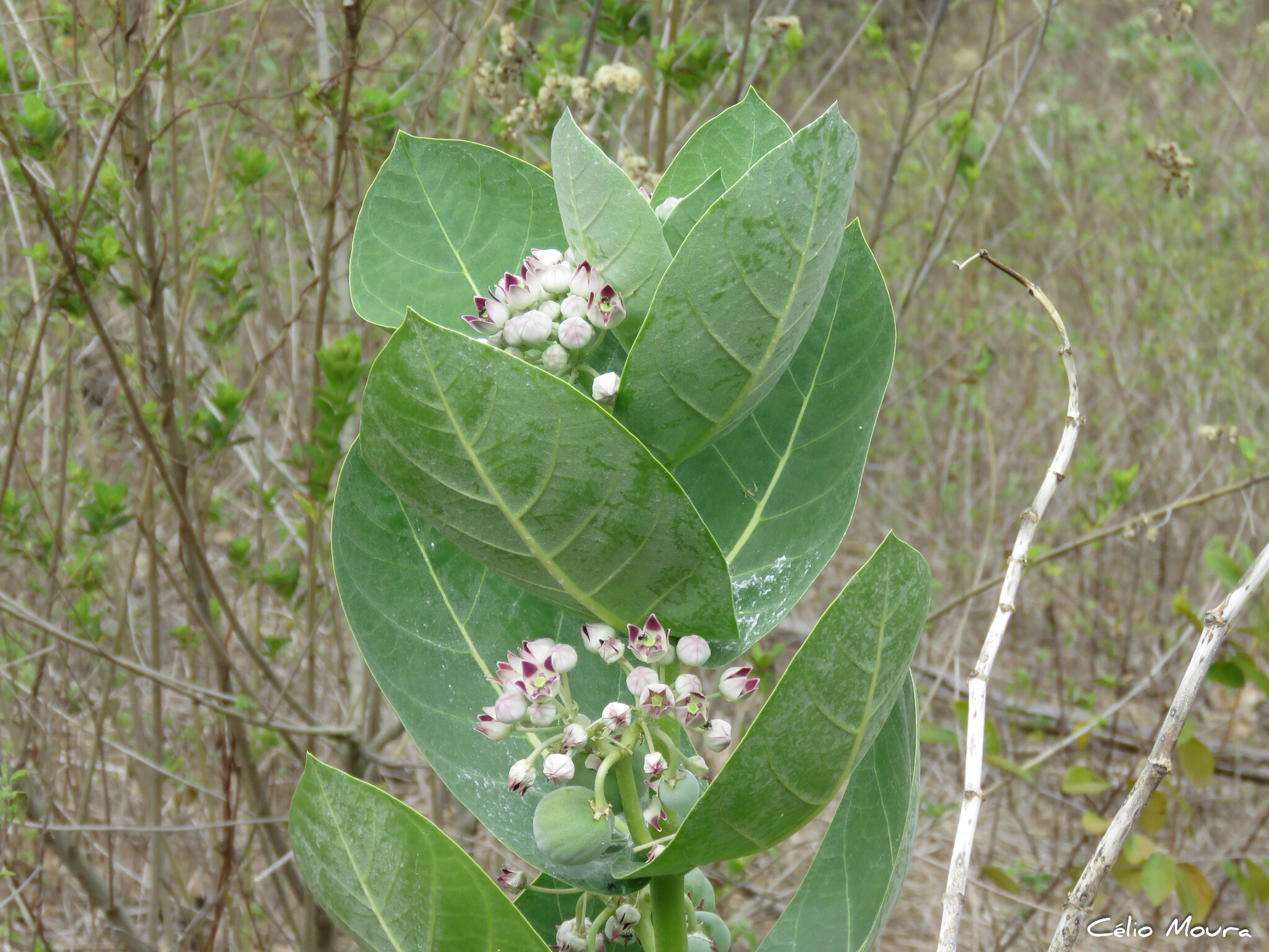 Calotropis procera