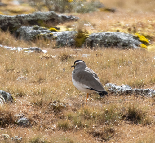 Spot-breasted Lapwing (Vanellus melanocephalus), photo 2