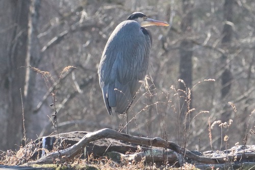 Great Blue Heron