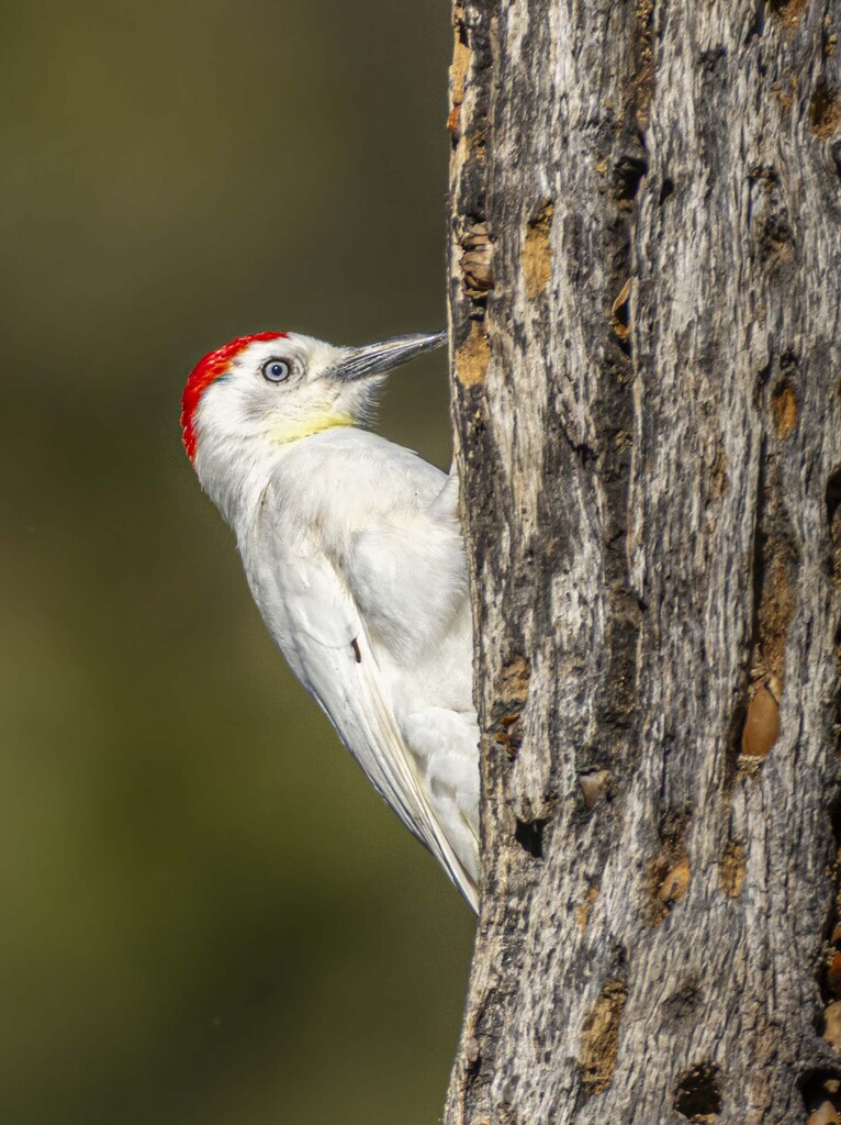 California Woodpecker