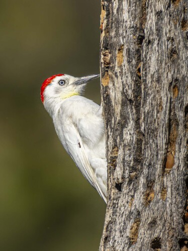 California Woodpecker