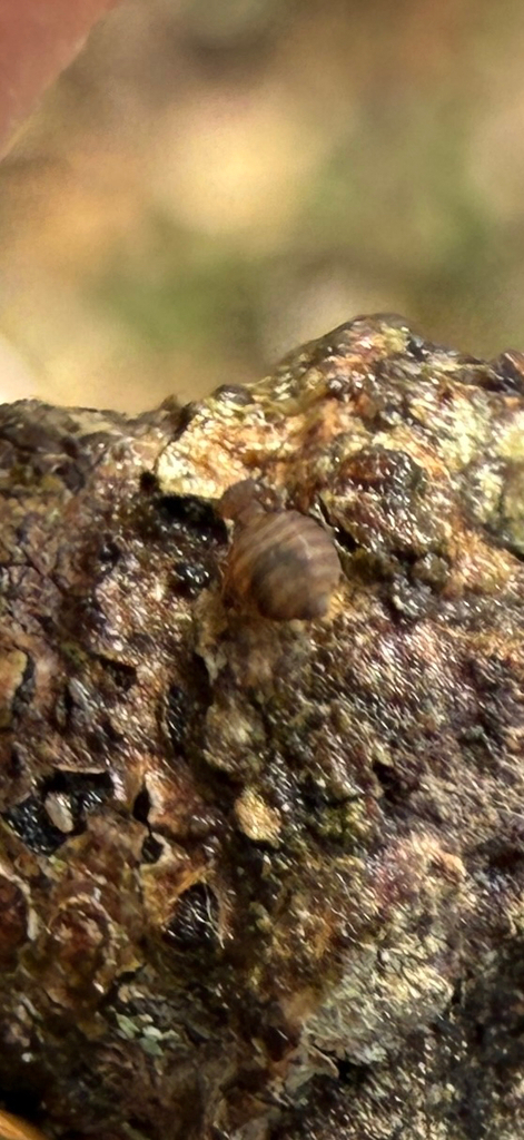 Medium-sized bark louse