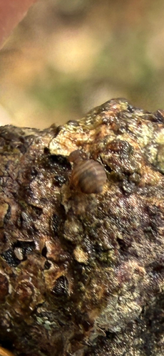 Medium-sized bark louse