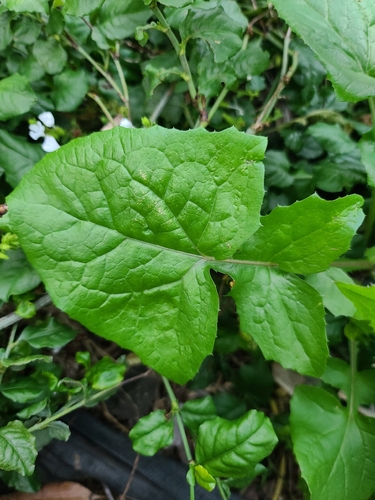Sonchus oleraceus observed 2026-01-22