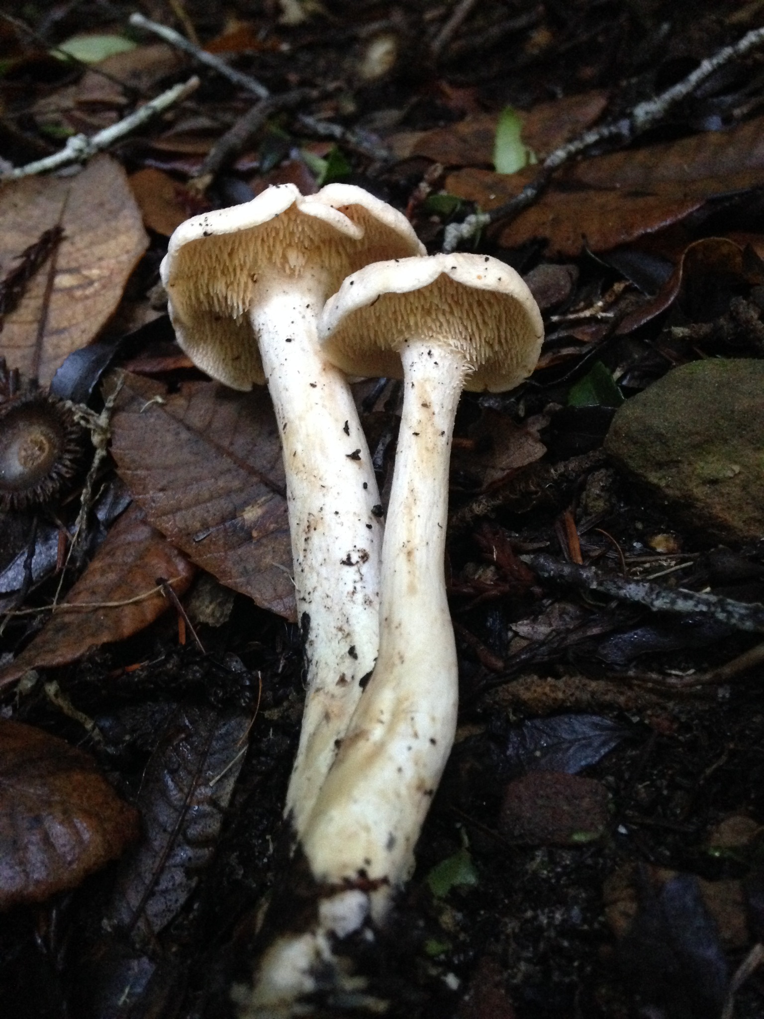 Hydnum umbilicatum image