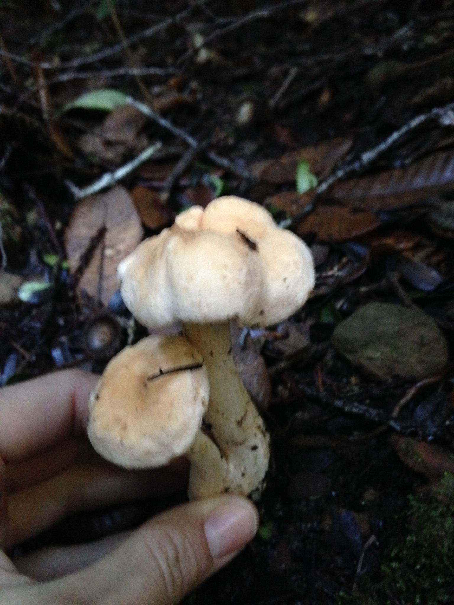 Hydnum umbilicatum image