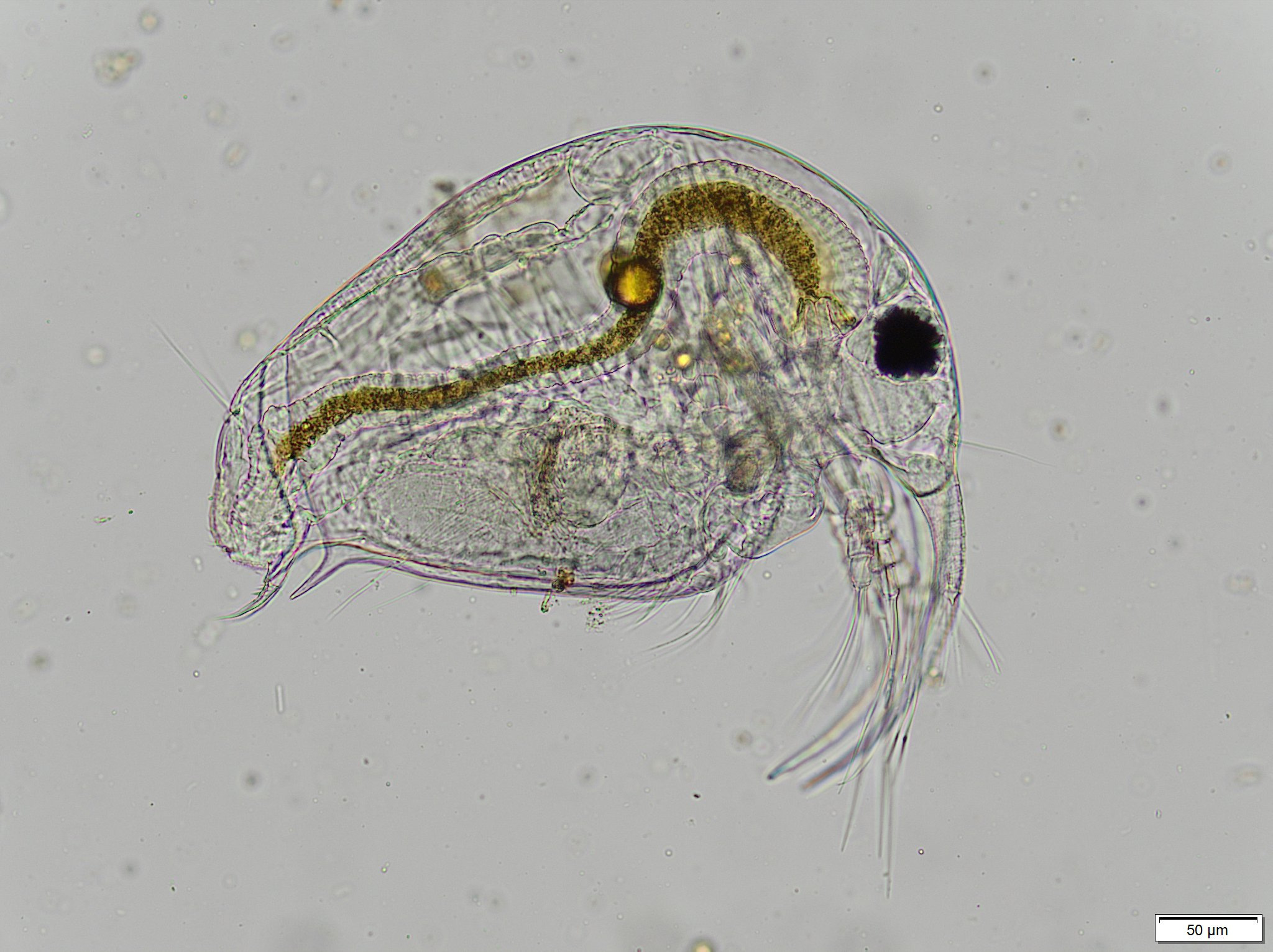 Bosmina longirostris (O.F.Müller, 1776)
