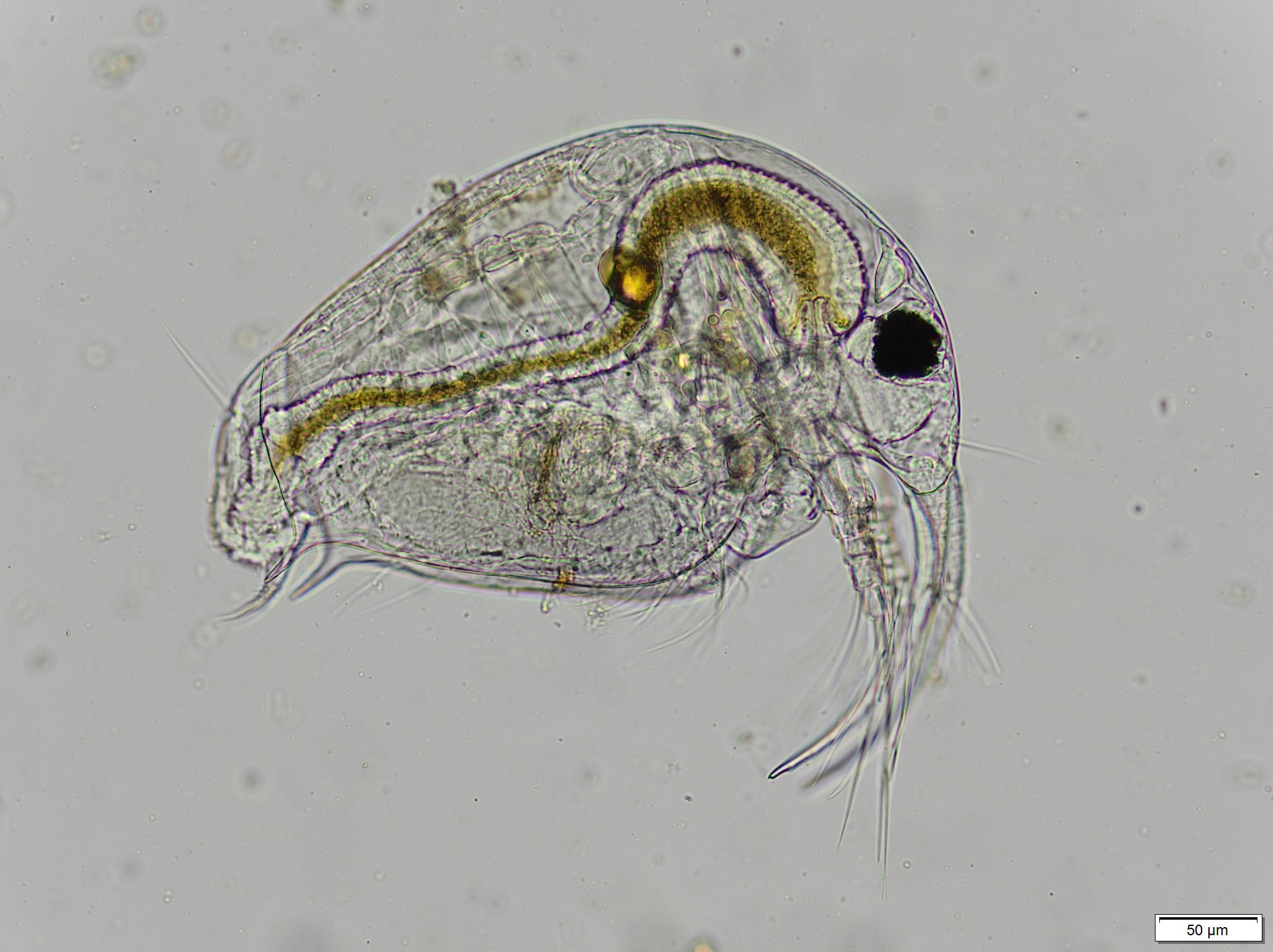 Bosmina longirostris (O.F.Müller, 1776)