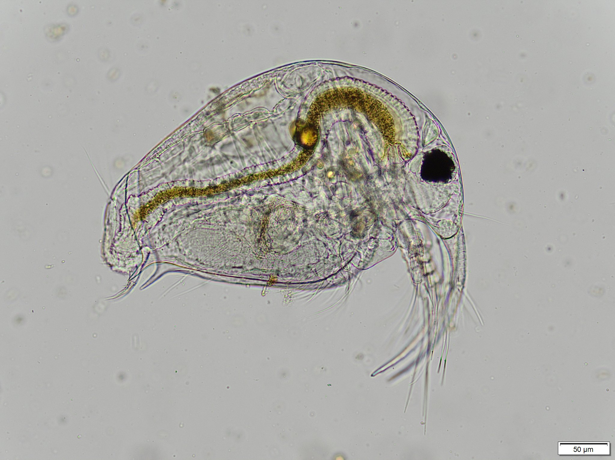 Bosmina longirostris (O.F.Müller, 1776)