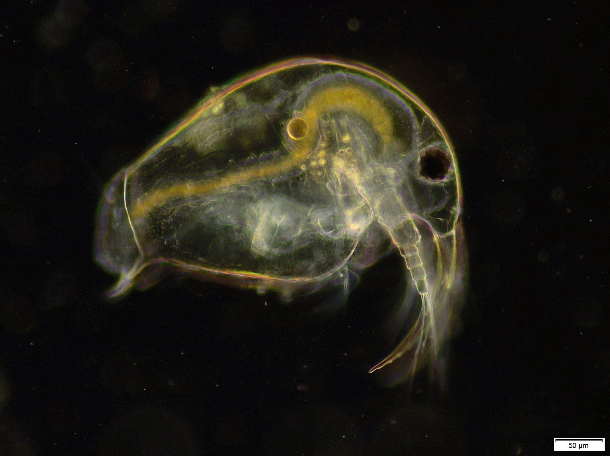Bosmina longirostris (O.F.Müller, 1776)