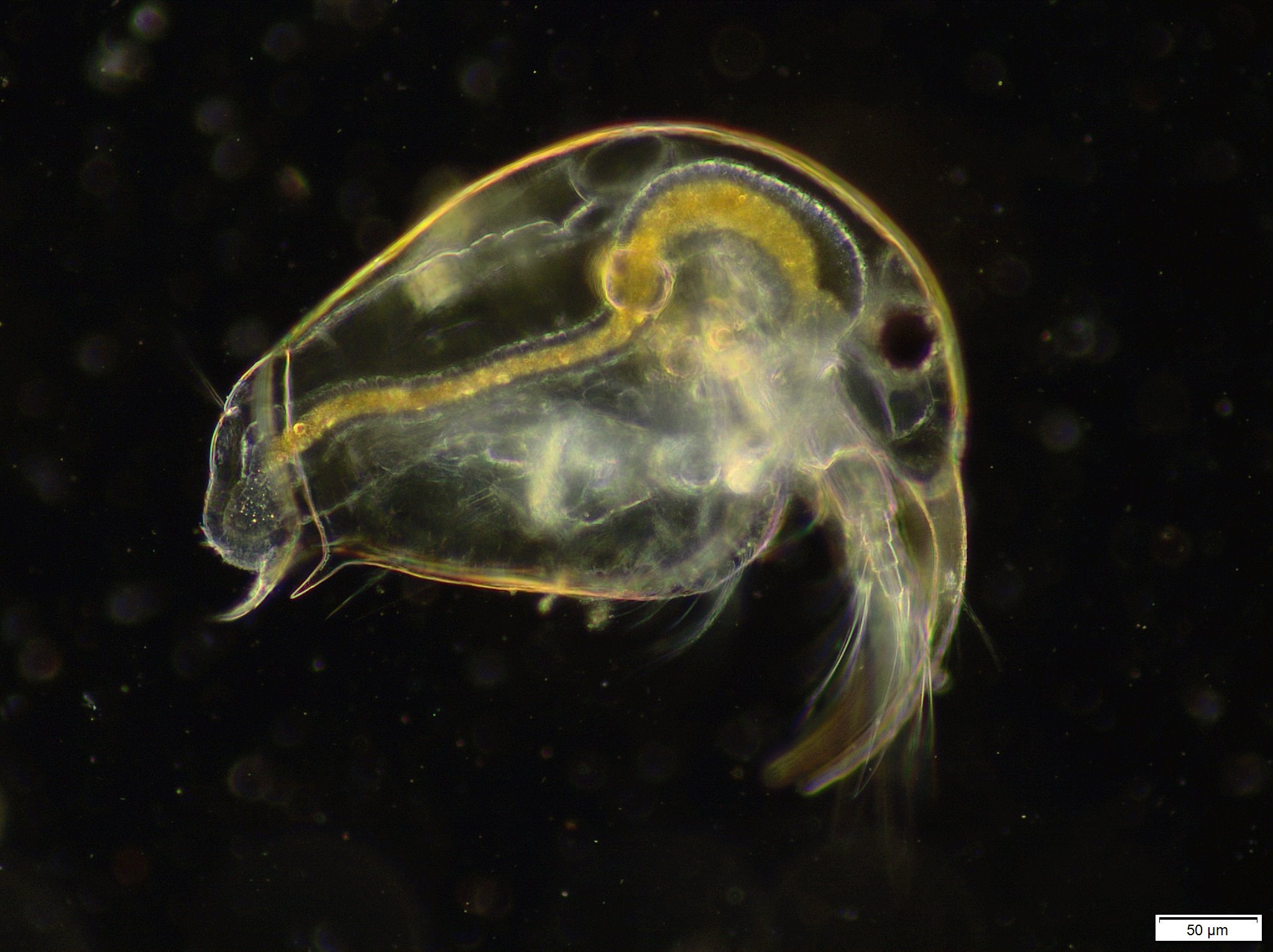 Bosmina longirostris (O.F.Müller, 1776)