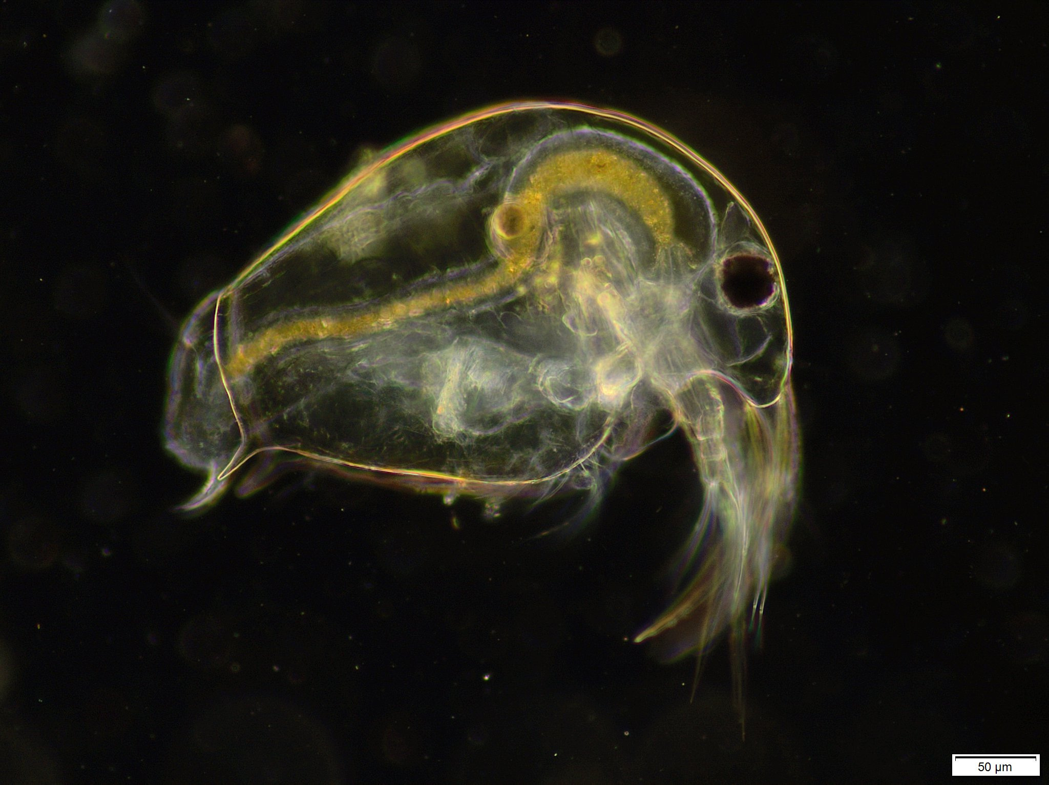 Bosmina longirostris (O.F.Müller, 1776)