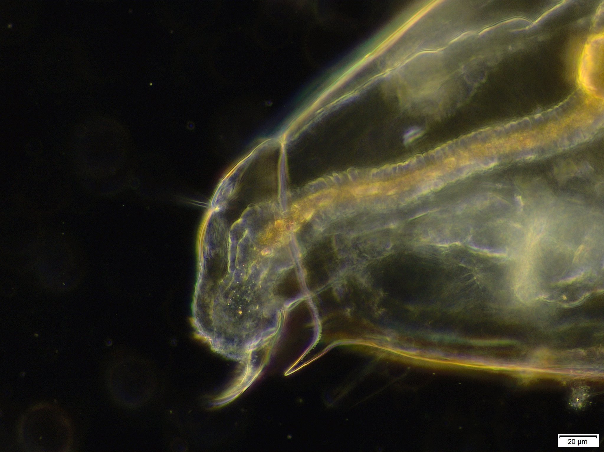 Bosmina longirostris (O.F.Müller, 1776)
