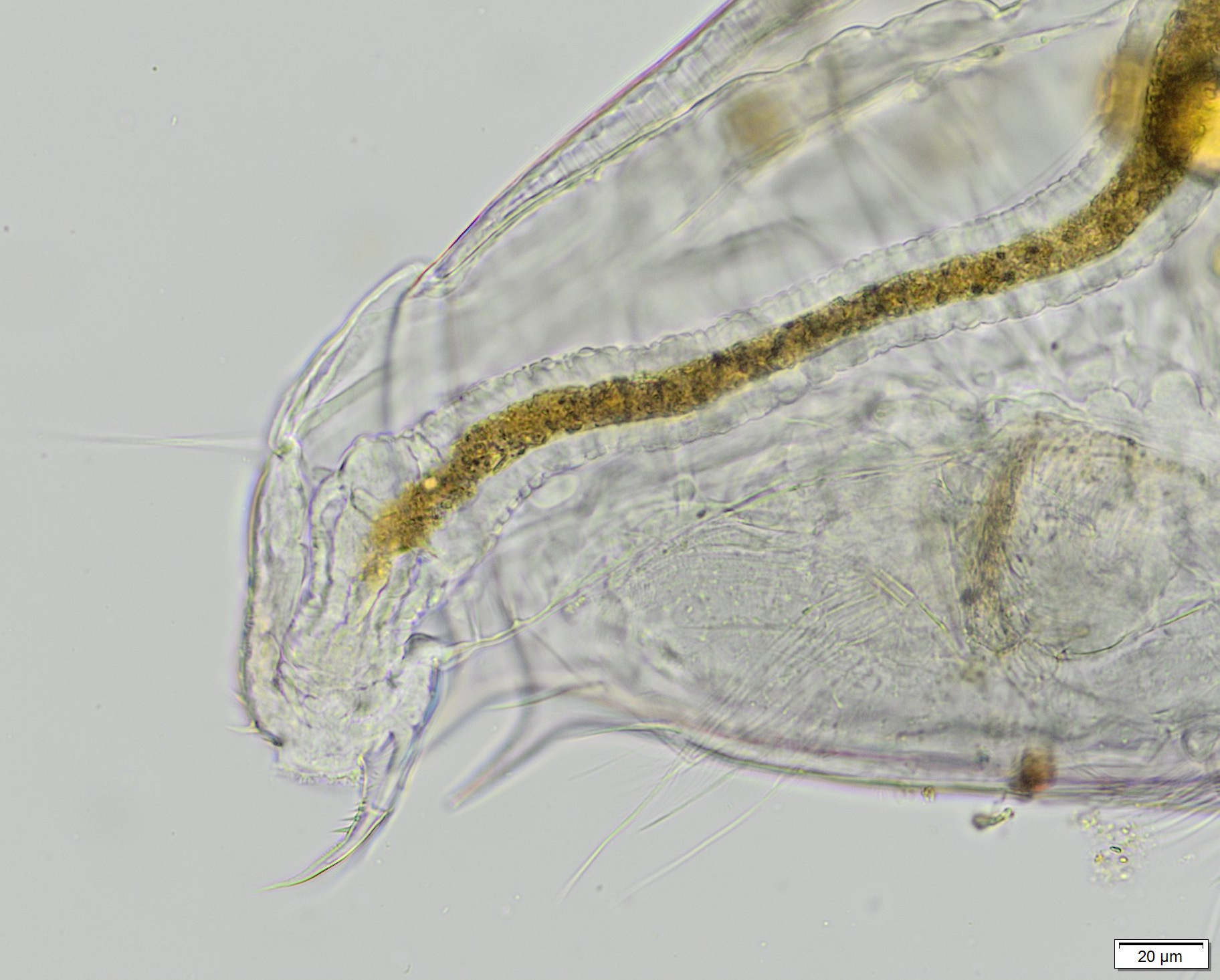 Bosmina longirostris (O.F.Müller, 1776)