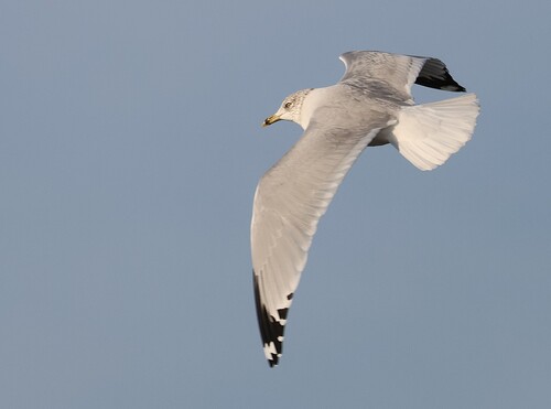 Ring-billed Gull