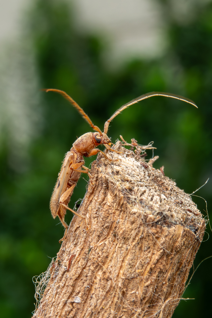 Xenocompsa flavonitida