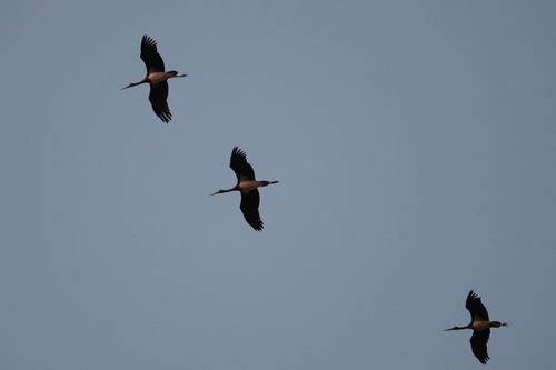 Avistamiento Cigüeña negra (Doñana)