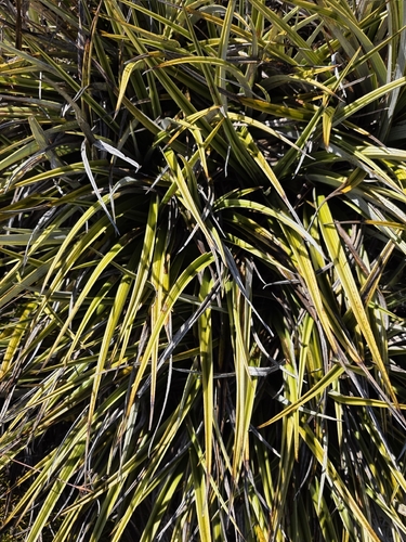 Astelia nivicola, photograph 4