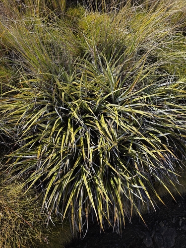 Astelia nivicola, photograph 5