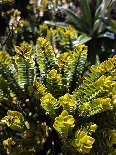Canterbury hebe (Veronica canterburiensis)