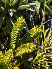 author not stated, no rights reserved Veronica canterburiensis, photograph author not stated, no rights reserved