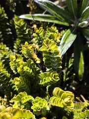 author not stated, no rights reserved Veronica canterburiensis, photograph author not stated, no rights reserved